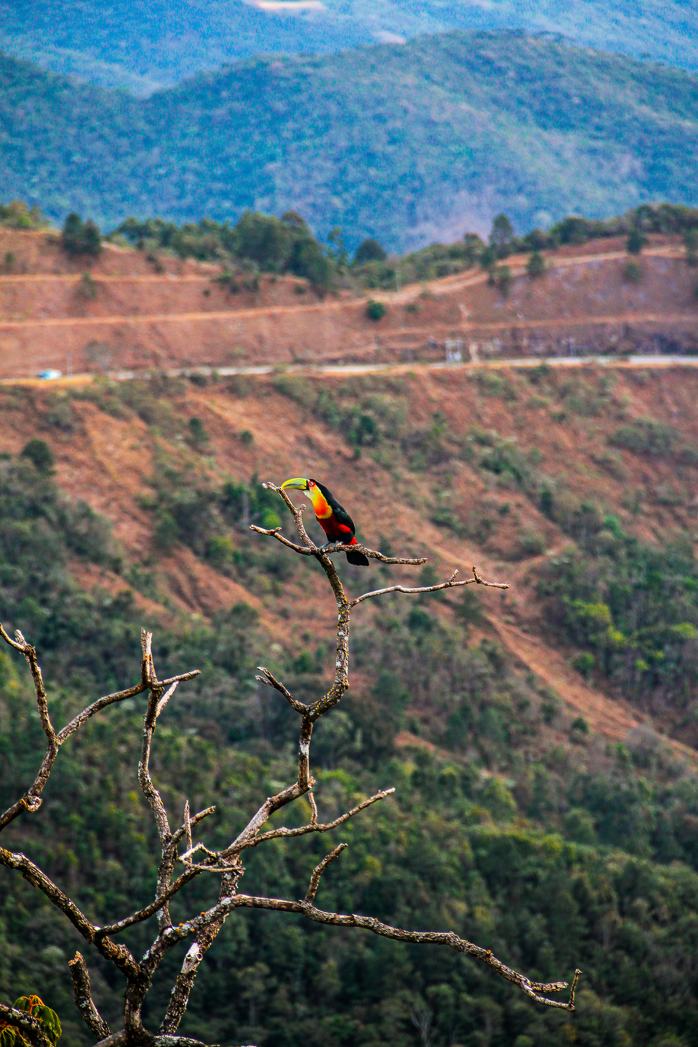 Tucano pousado em árvore